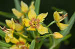 Loomis' yellow loosestrife